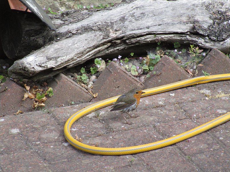 2018.06.30 Schottland Lossiemouth (1500).JPG